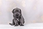 Cane-Corso-Mongrel