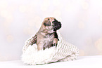 Cane-Corso-Mongrel