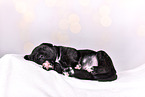 Cane-Corso-Mongrel