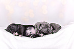 Cane-Corso-Mongrels
