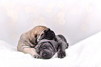 Cane-Corso-Mongrels