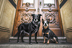 2 dogs