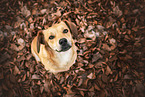 mongrel