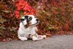 mongrel