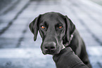 Doberman-Pinscher-Labrador-Retriever