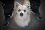 mongrel