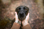 black mongrel