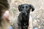 black mongrel