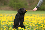 Golden-Retriever-Mongrel