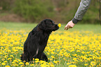Golden-Retriever-Mongrel