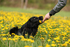 Golden-Retriever-Mongrel