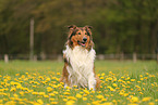 Collie-Mongrel