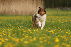 Collie-Mongrel