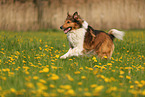 Collie-Mongrel