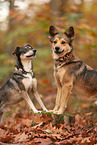 2 dogs