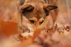 mongrel
