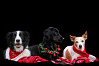 dogs