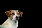 mongrel at holi shooting