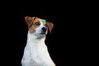 mongrel at holi shooting