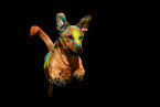 mongrel at holi shooting