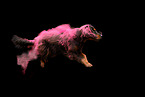mongrel at holi shooting