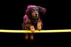 mongrel at holi shooting