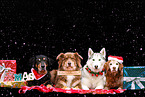 dogs