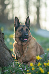 Malinois-Mongrel