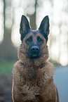 Malinois-Mongrel