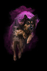 Shepherd-Border-Collie