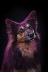 Shepherd-Border-Collie