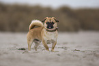 male Pug-Mongrel