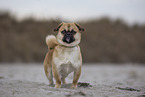 male Pug-Mongrel