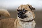 male Pug-Mongrel