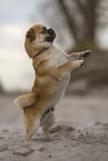 male Pug-Mongrel