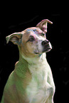 mongrel