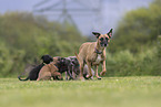 Sighthound-Mongrels