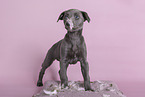 Sighthound-Mongrel