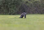 Sighthound-Mongrel