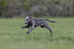Sighthound-Mongrel