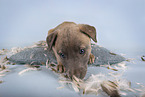 Sighthound-Mongrel