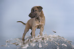 Sighthound-Mongrel