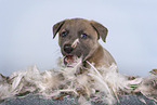 Sighthound-Mongrel
