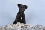 Sighthound-Mongrel