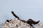 Sighthound-Mongrel