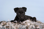 Sighthound-Mongrel