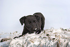Sighthound-Mongrel