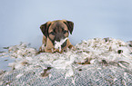 Sighthound-Mongrel
