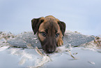 Sighthound-Mongrel