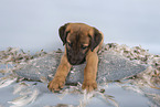 Sighthound-Mongrel